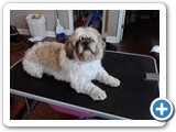 shihtzu1