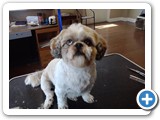 shihtzu2